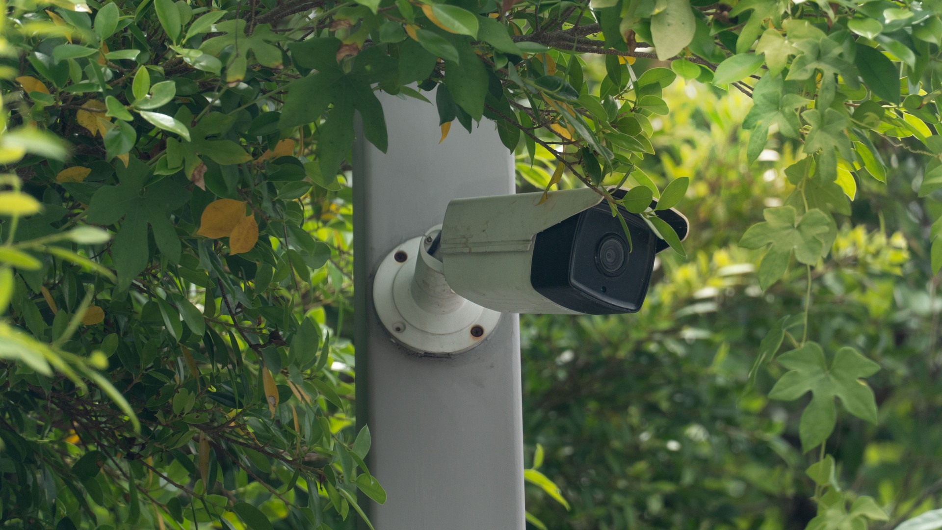 Hiden of CCTV cemera install on the pole.